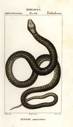 Amethystpython, Simalia amethistina
