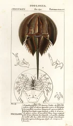 Atlantische Hufeisenkrabbe, Limulus polyphemus