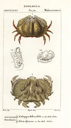 Kastenkrabbe und Aethra-Krabbe