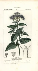 Schmetterlingsnebel, Ageratum corymbosum