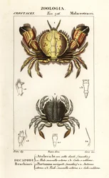 Rundkrabbe und Schwimmkrabbe