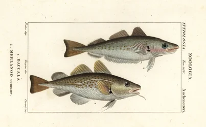 Kabeljau, Gadus morhua, Baccala und Wittling, Merlangius merlangus, Merlango comune