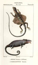 Flugdrache und Zweihornchamäleon