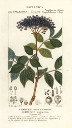 Schwarzer Holunder, Sambucus nigra