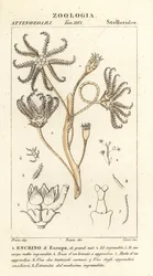 Ausgestorbener Seelilie Encrinus, Encrino d’Europa