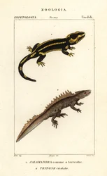 Feuersalamander, Salamandra salamandra 1, und Kammmolch, Triturus cristatus (vom Aussterben bedroht) 2