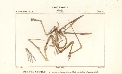 Fossiles Skelett eines ausgestorbenen Flugsauriers, Pterodactylus antiquus
