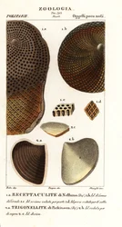 Fossilien ausgestorbener Korallen