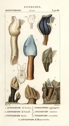 Entenmuscheln