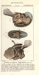 Großer Argonaut-Oktopus, Argonauta argo