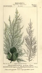 Grünalgen, Draparnaldia hypnosis