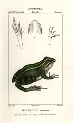 Grüner Frosch, Pelophylax kl esculentus