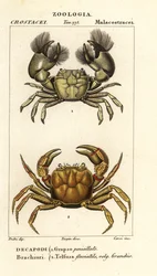 Hemigrapsus penicillatus und Potamon fluviatile