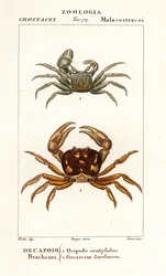 Hornkrabbe und Zombiekrabbe