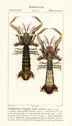 Fangschreckenkrebs, Lysiosquilla scabricauda