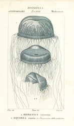 Nacktaugenqualle, Berenix euchroma 1 und Kristallqualle, Aequorea cyanea 2