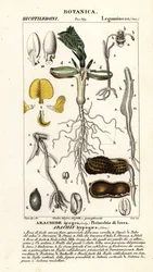 Erdnuss, Arachis hypogaea