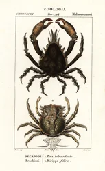 Pisa-Kugelfisch und Micippa philyra