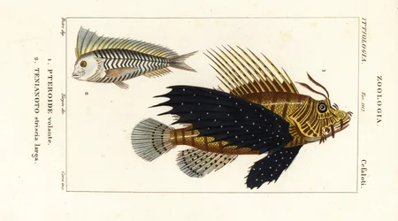Rotfeuerfisch, Pterois volitans, Pteroide volante 1, und Blauer Blanquillo, Taenianotus latovittatus, Tenianoto striata larga 2
