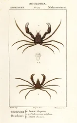 Skorpion-Spinnenkrabbe und Leach’s Spinnenkrabbe