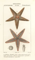 Seestern, Asterias rubens