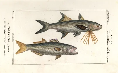 Gestreifter Fadenfisch und Blaufisch