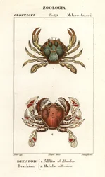 Schwimmkrabbe und Mondkrabbe