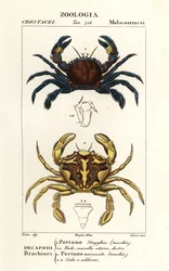 Samt-Schwimmkrabbe und Marmor-Schwimmkrabbe