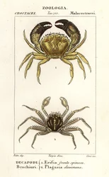 Warzige Krabbe und Flachkrabbe