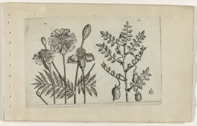 Tagetes und Kichererbse