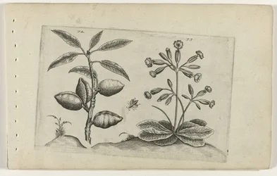 Mandelbaum und Schlüsselblume
