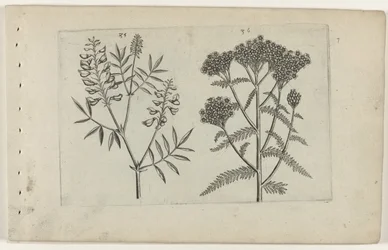 Boswikke en duizendblad