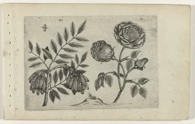 Es und Rose