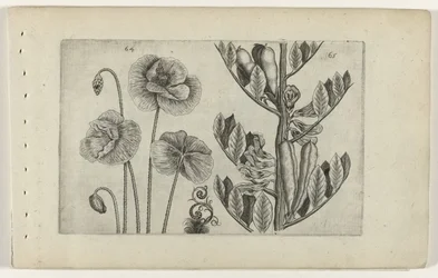 Großer Klatschmohn und Gartenbohne