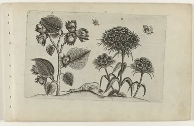Haselzweig und Tausendschön