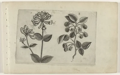 Geißblatt und Himbeere