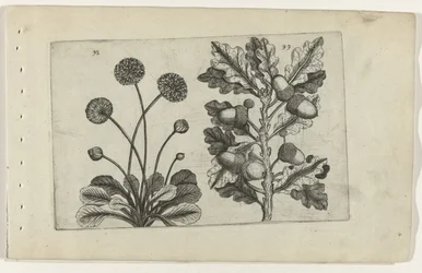 Gänseblümchen und Sommereiche