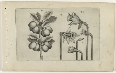 Sauerkirsche und wilde Narzisse, Cognoscite lilia (Serientitel)