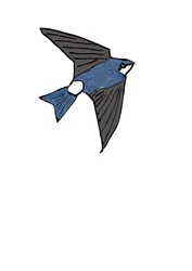Mehlschwalbe