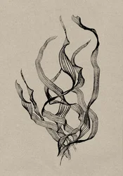 Zart