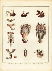 Anatomie eines Pferdes. 1792