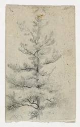 Skizze eines Baumes