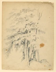 Studie von schwarzen Birken