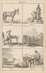 Masculina I