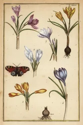Frühlings-Krokus, Crocus vernus, und Tagpfauenauge, Aglais io
