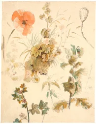 Studien verschiedener Blumen, darunter Mohnblumen