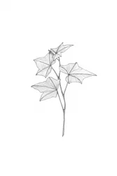 Botanische Linienkunst