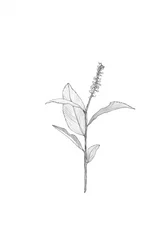 Botanische Linienzeichnung
