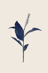 Indigo Botanische Studie