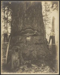 17 Fuß Durchmesser Tannenbaum bei McMurray, Wash.